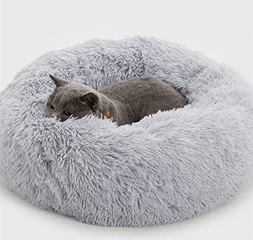 dog beds