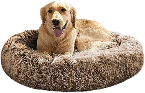 dog beds