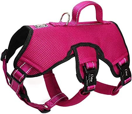 dog harness