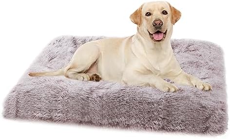 dog beds