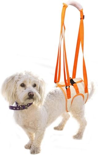 dog harness