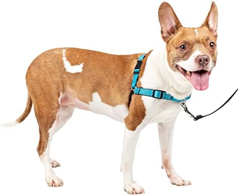 dog harness