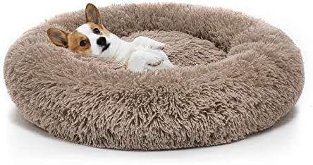 dog beds