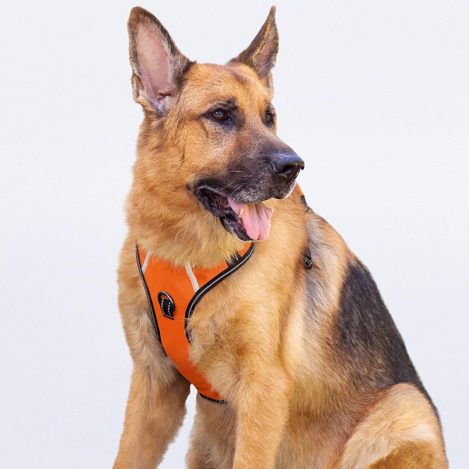 dog harness with handle