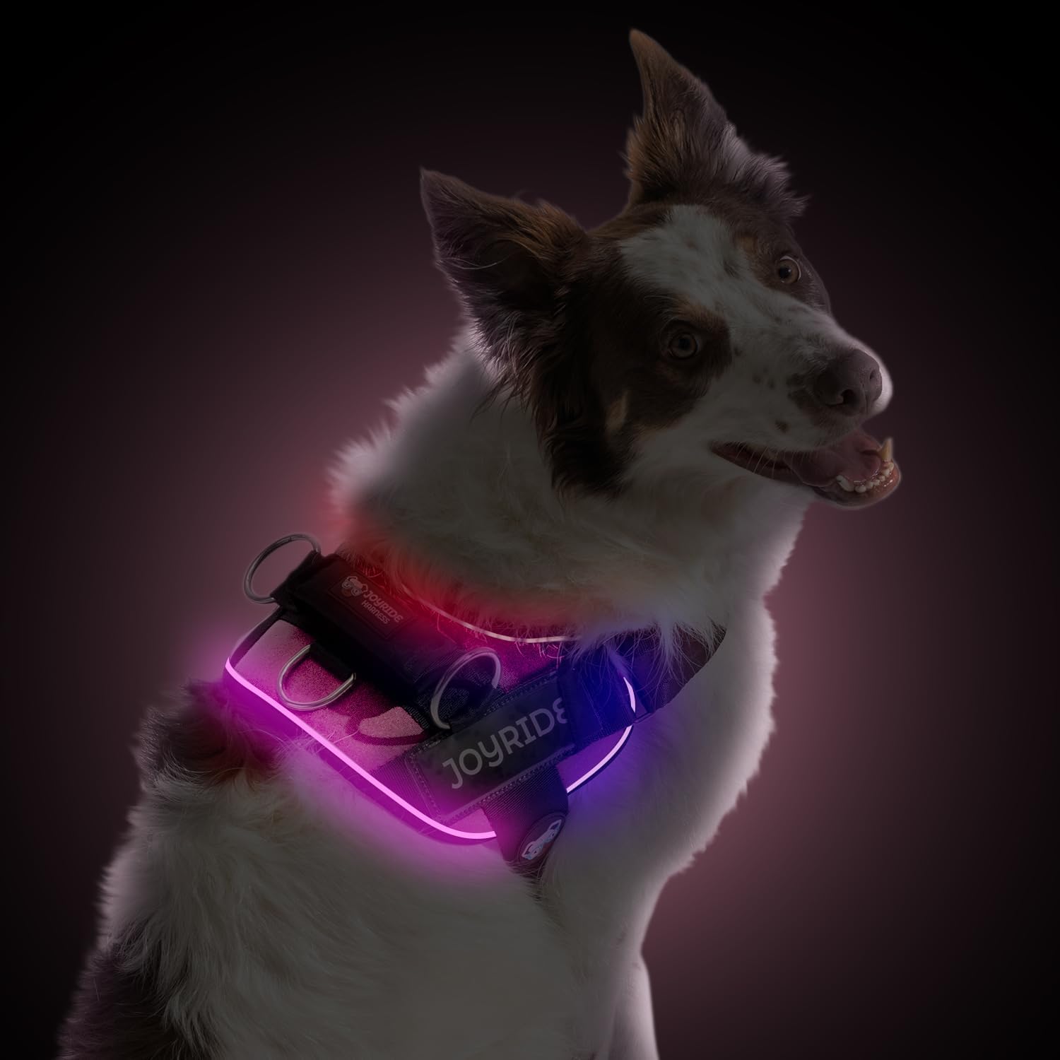 dog harness with name