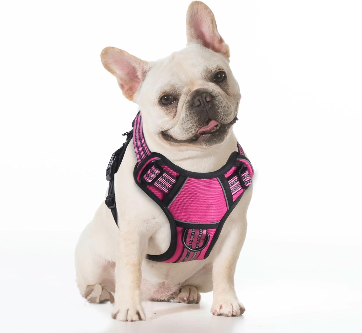 dog harness with name