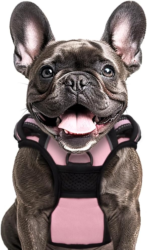 dog harness with name