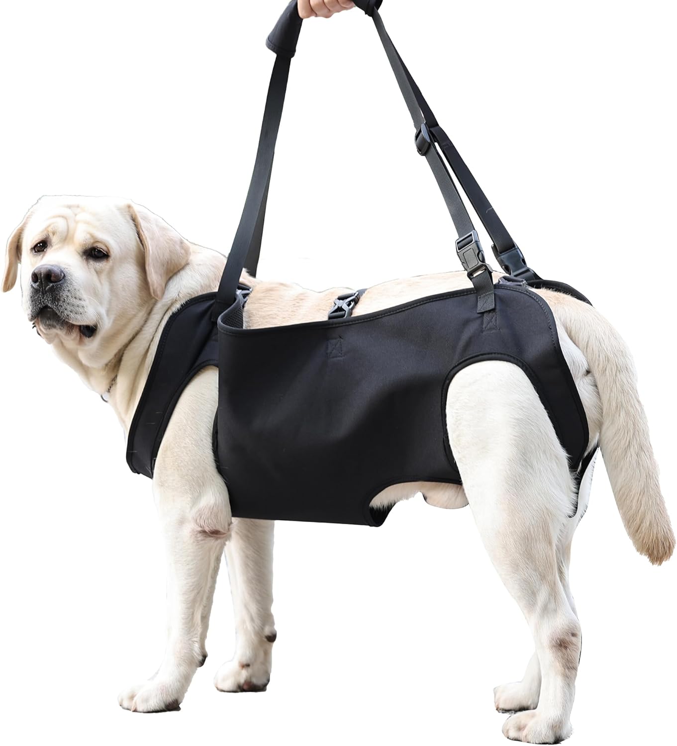 dog harness with name