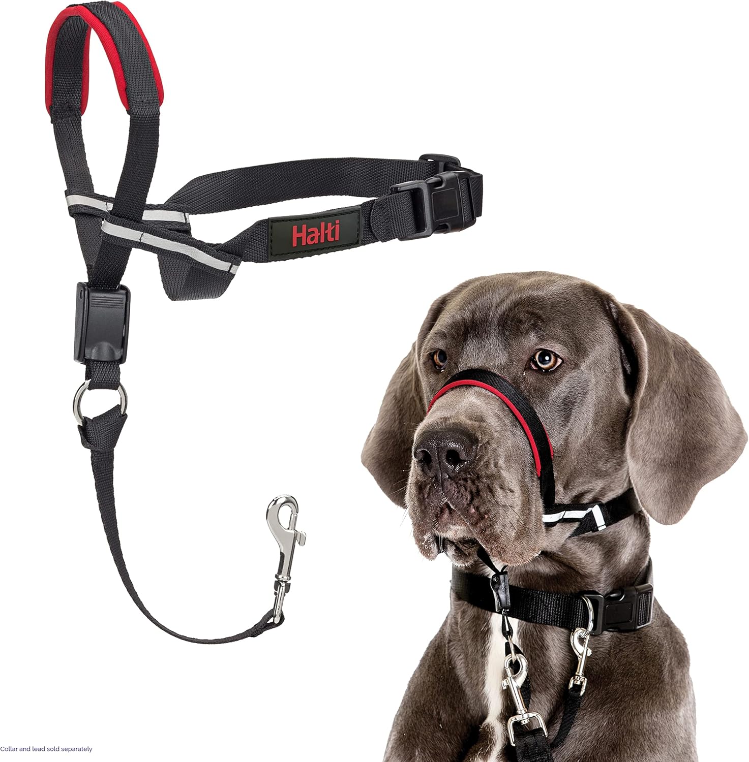 dog harness with name