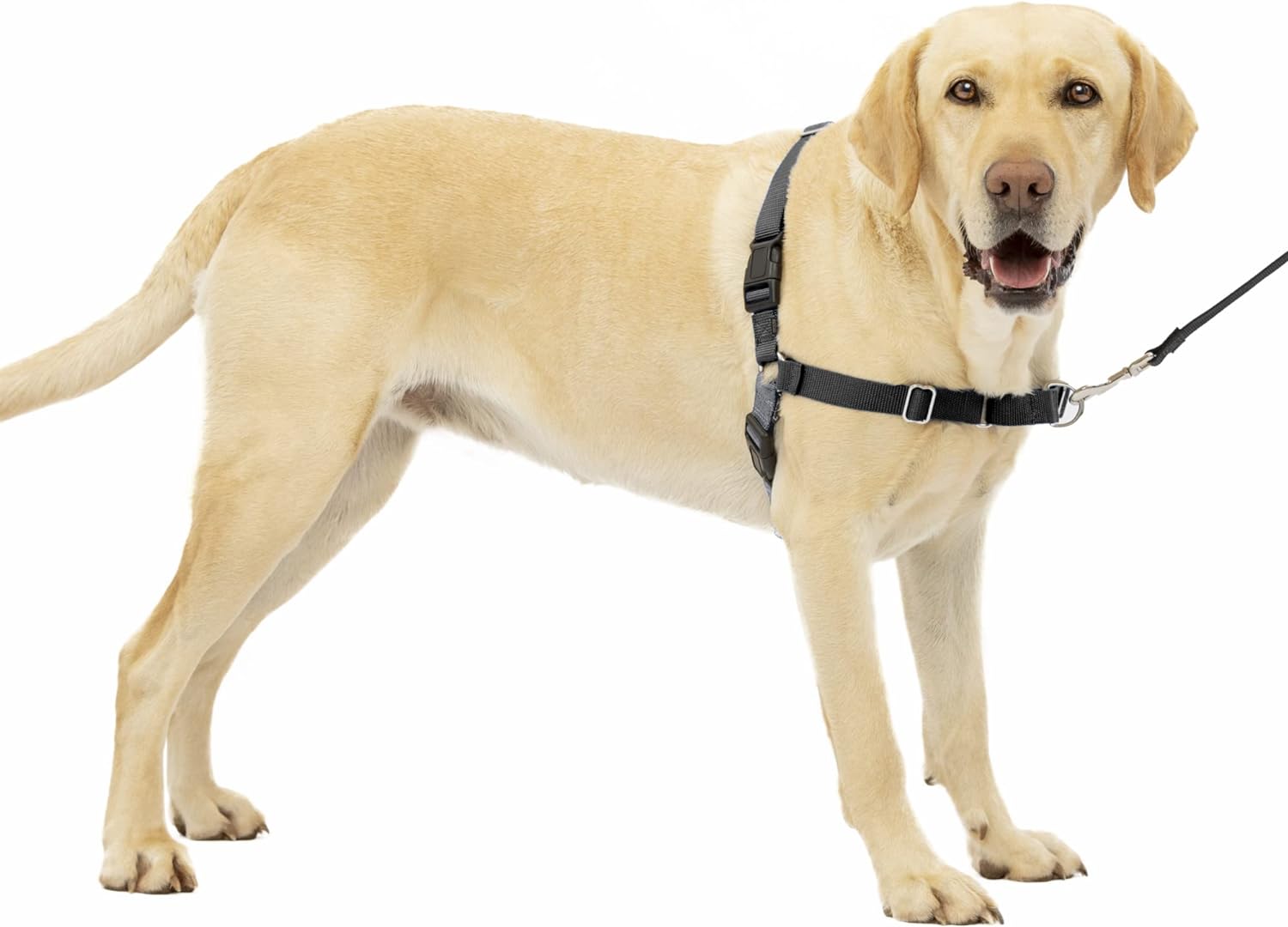 dog harness and leash