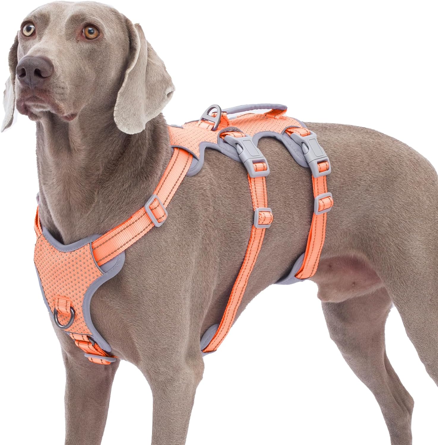 dog harness and leash