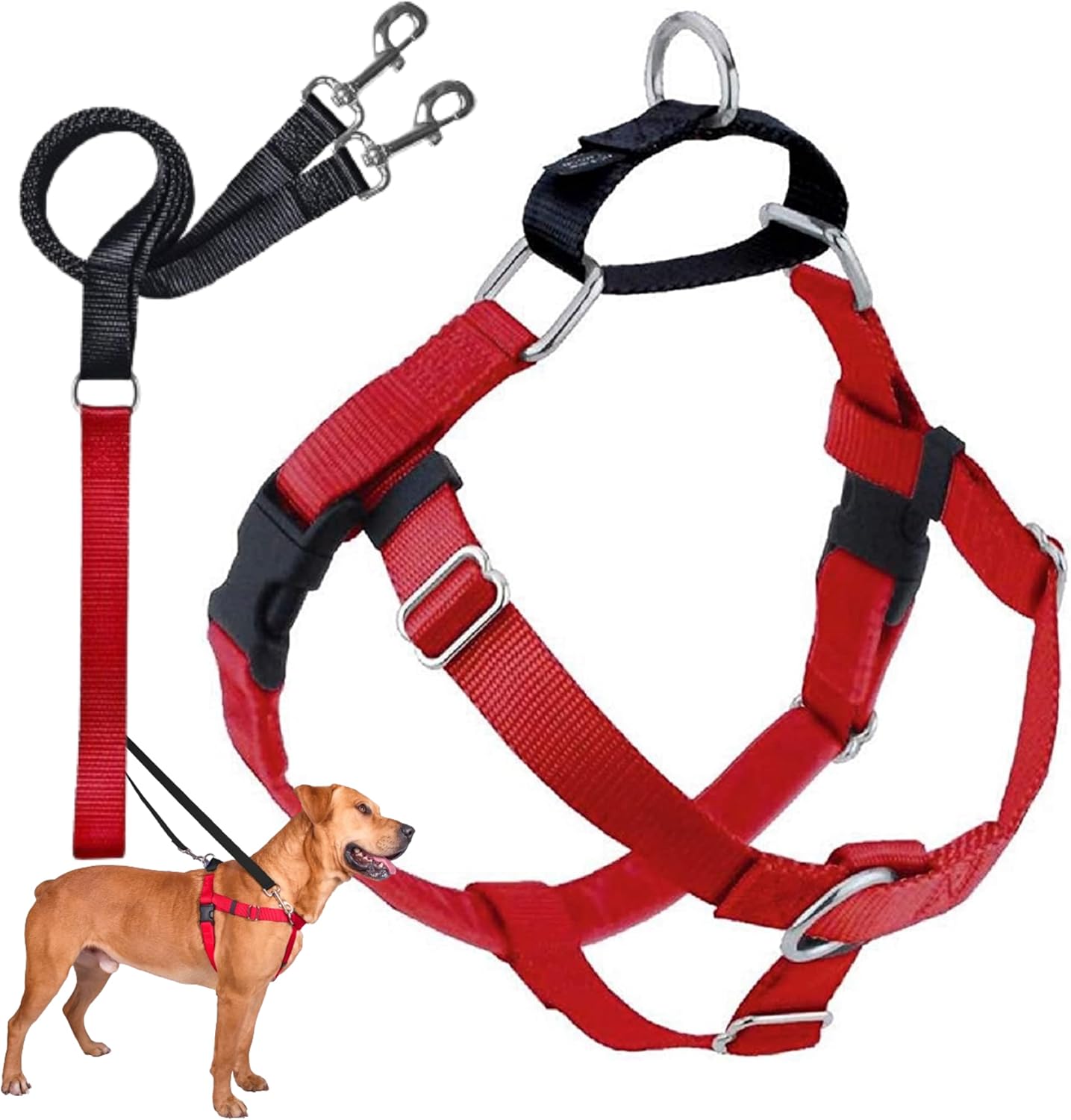 dog harness and leash