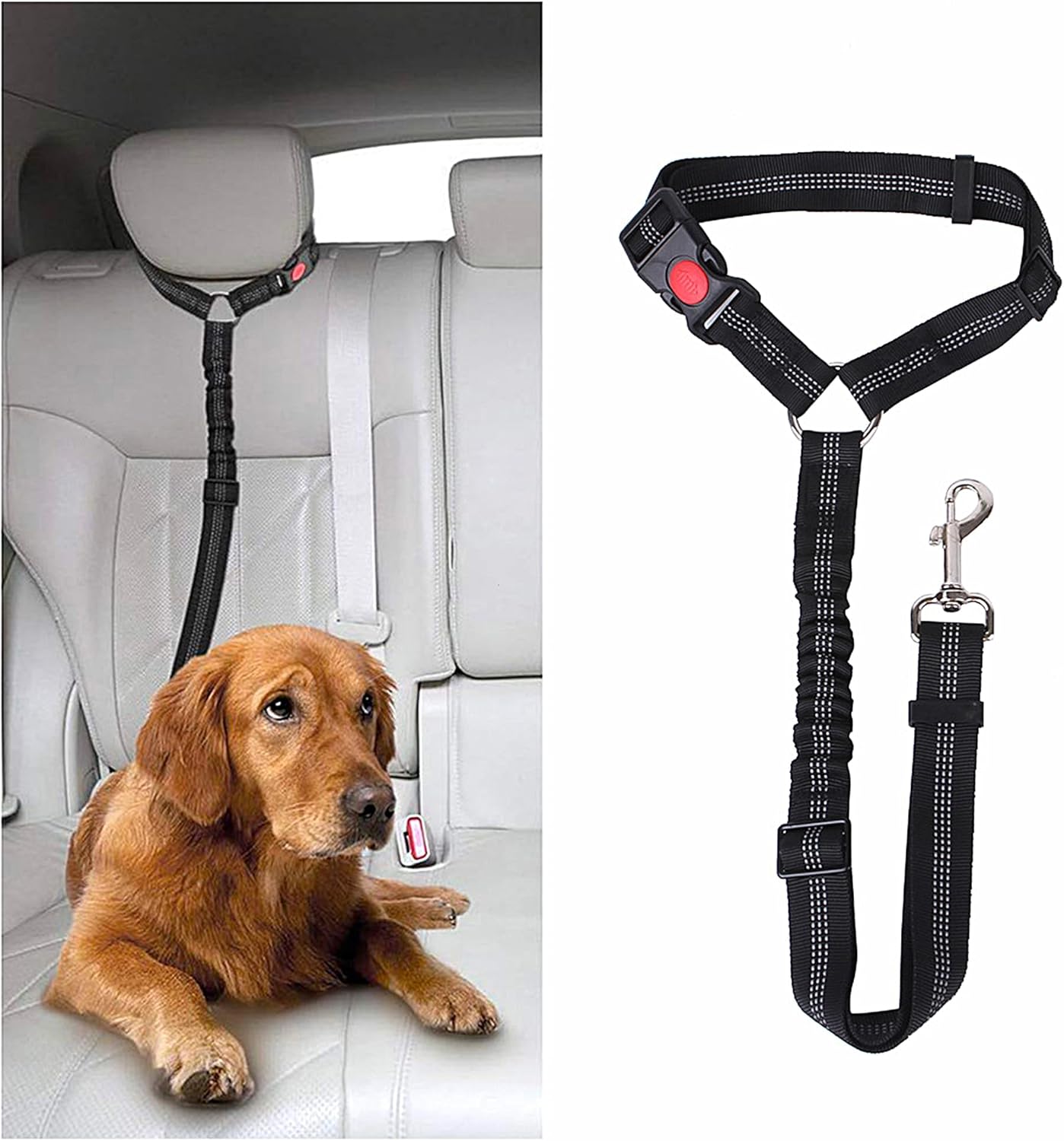 dog harness and leash