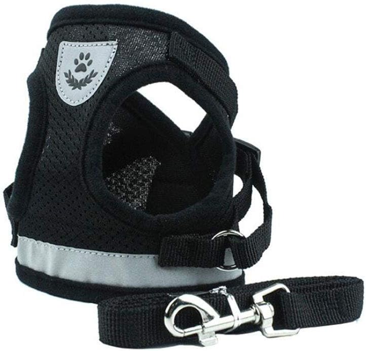 dog harness and leash