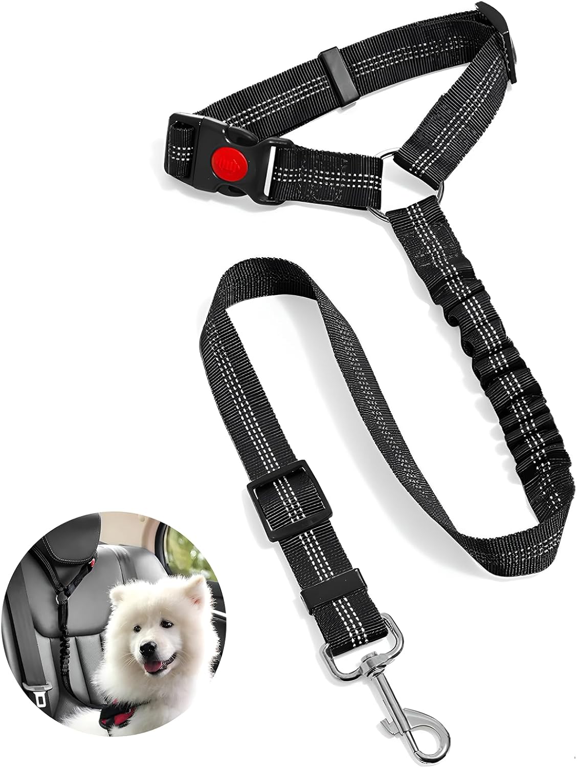 dog harness and leash