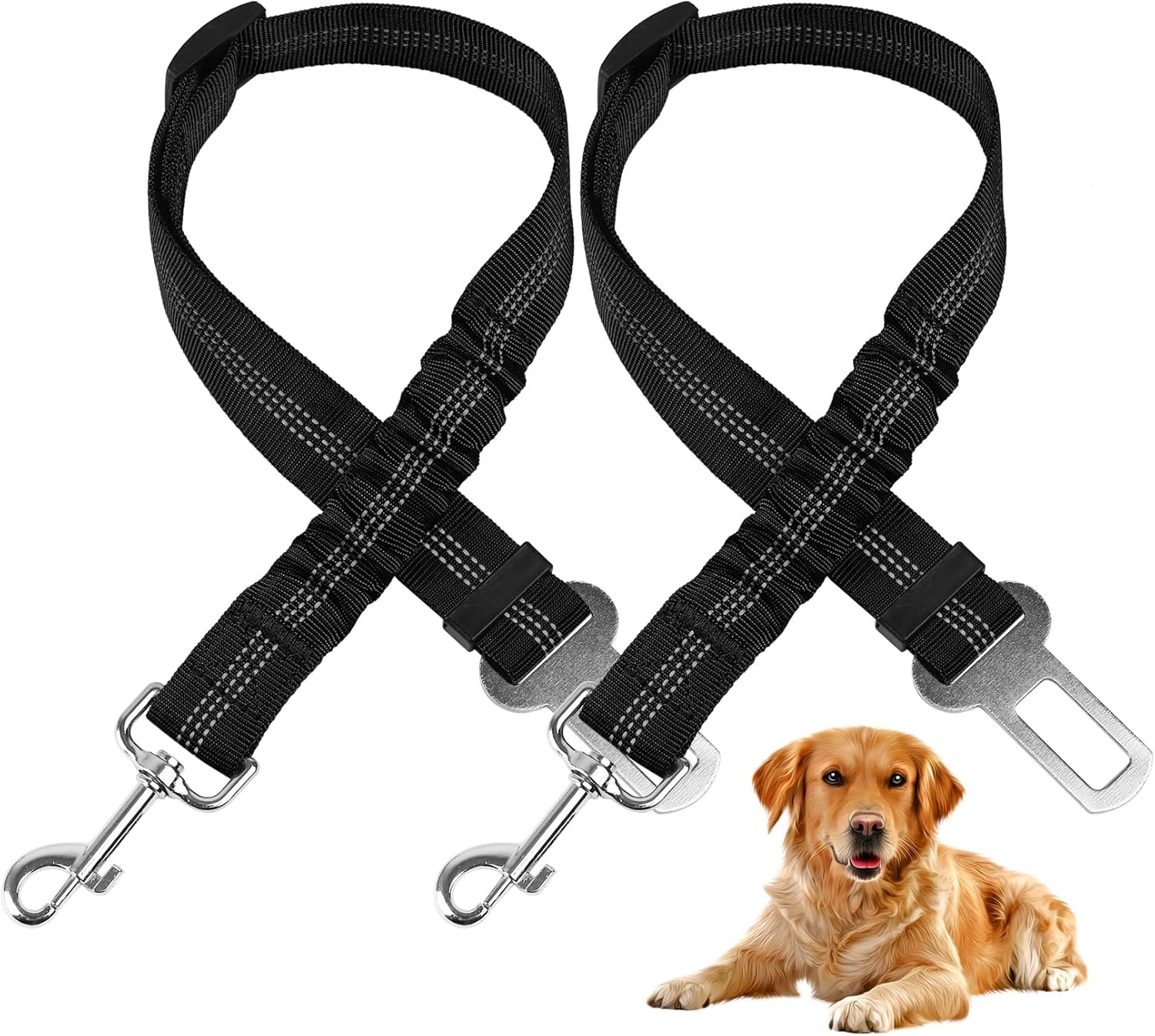 dog harness and leash