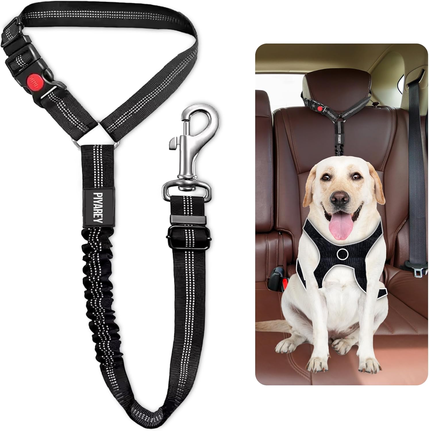 dog harness and leash