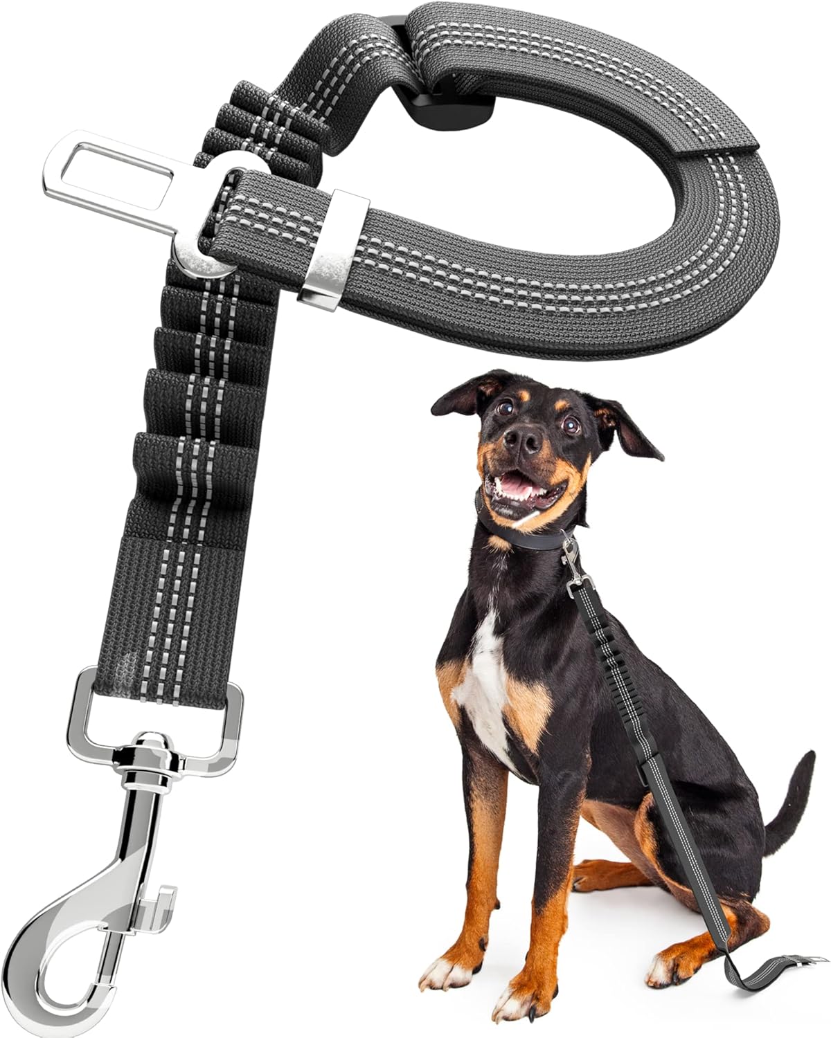 dog harness and leash