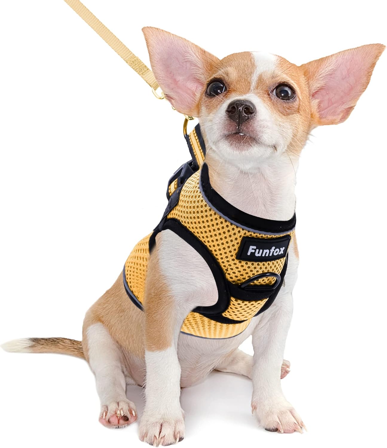 dog harness and leash