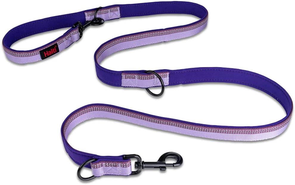 dog harness and leash