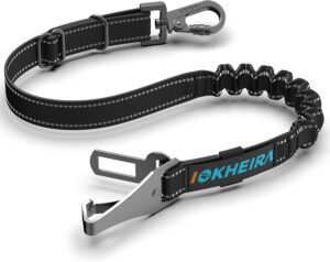 dog harness and leash