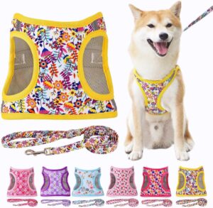 dog harness and leash