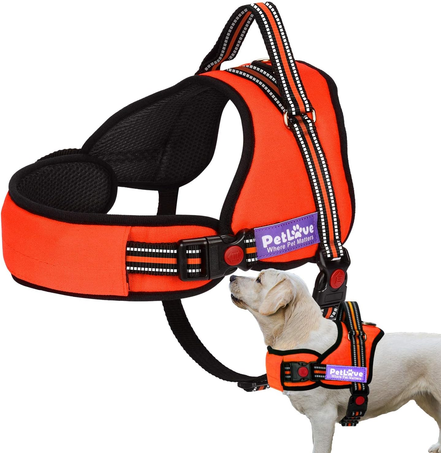 dog harness and leash