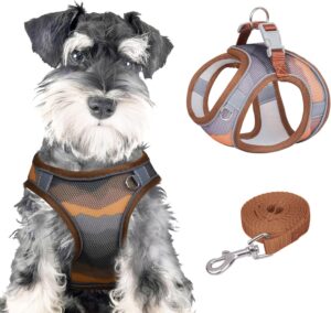 dog harness and leash