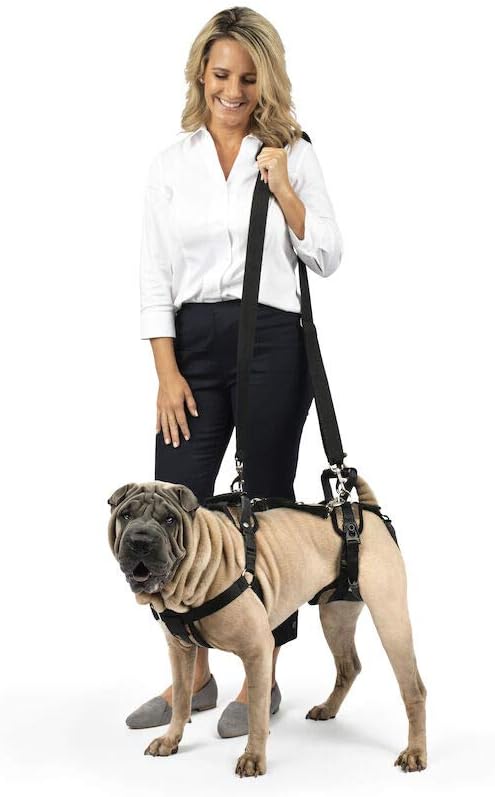 dog harness and leash