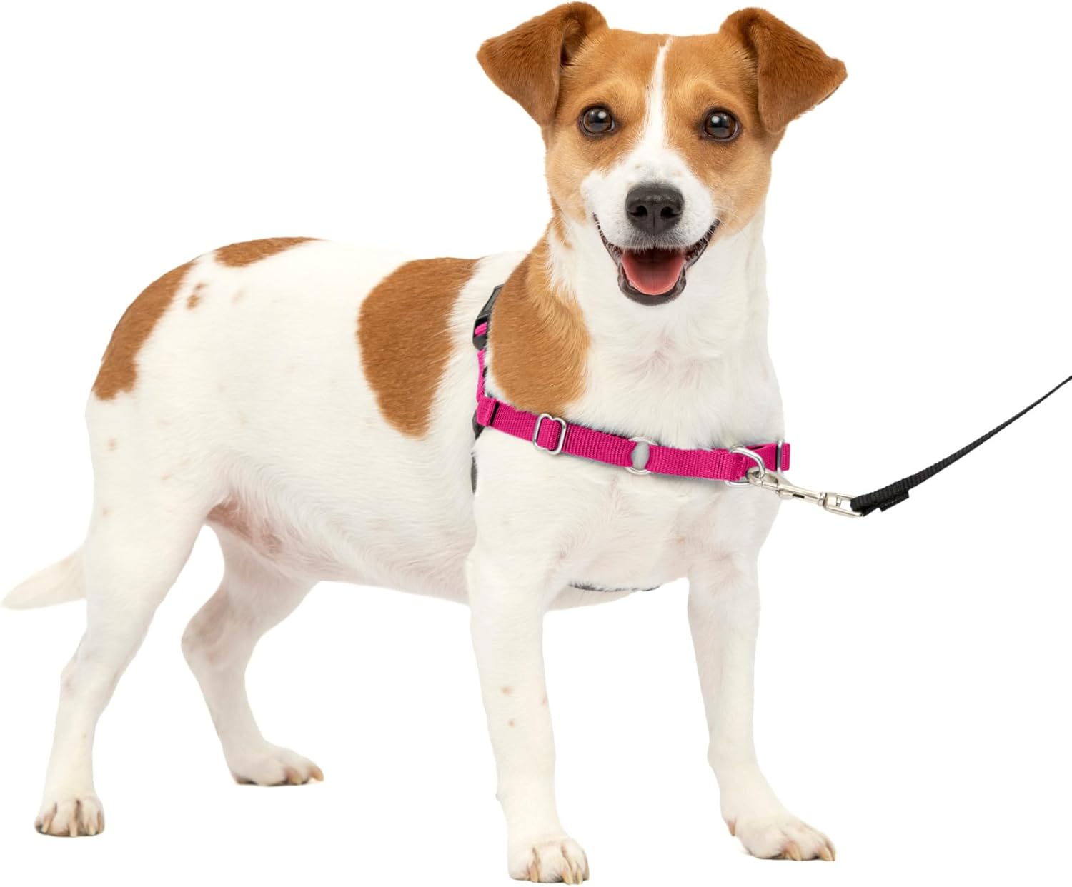 dog harness and leash