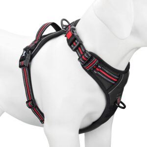 dog harness and leash