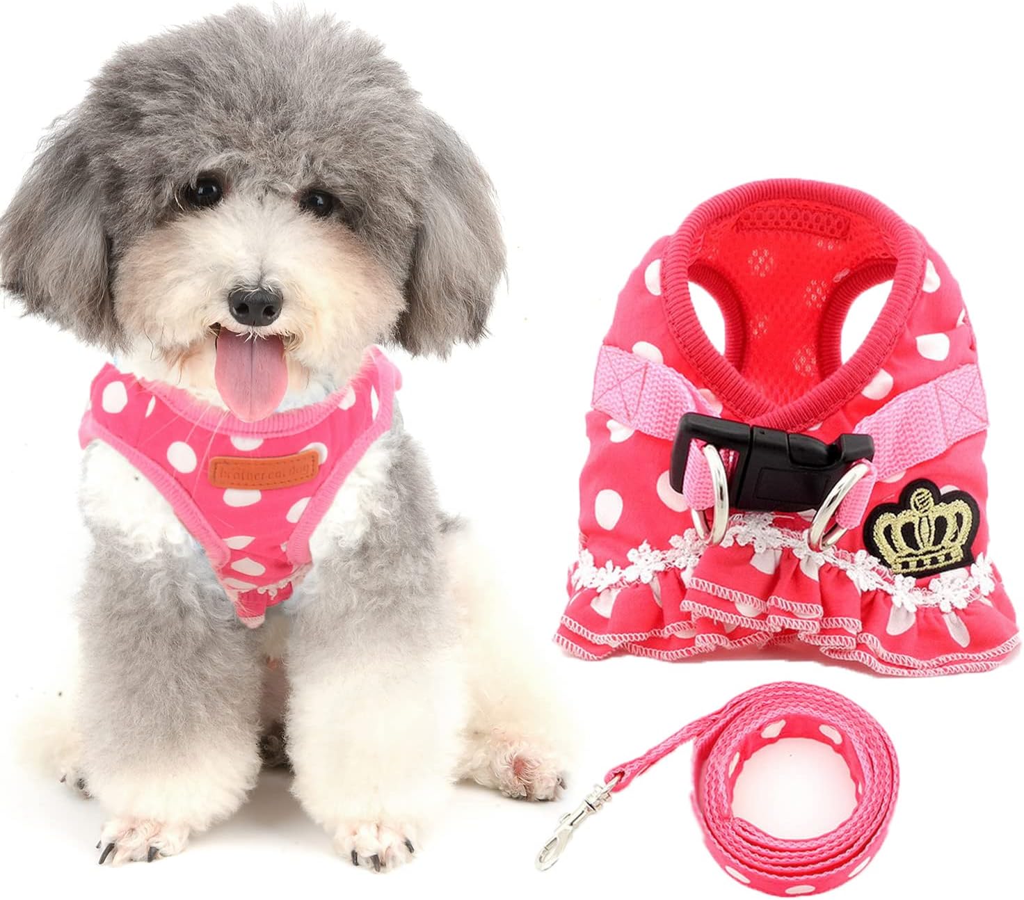 dog harness and leash