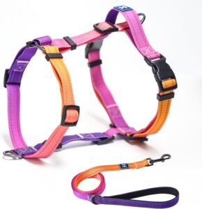 dog harness and leash