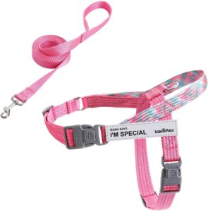 dog harness and leash