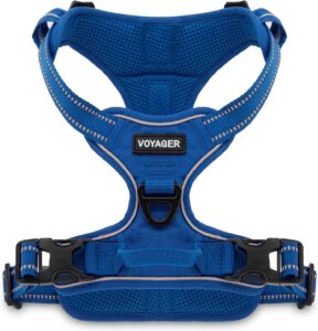 dog harness and leash