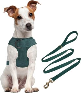 dog harness and leash