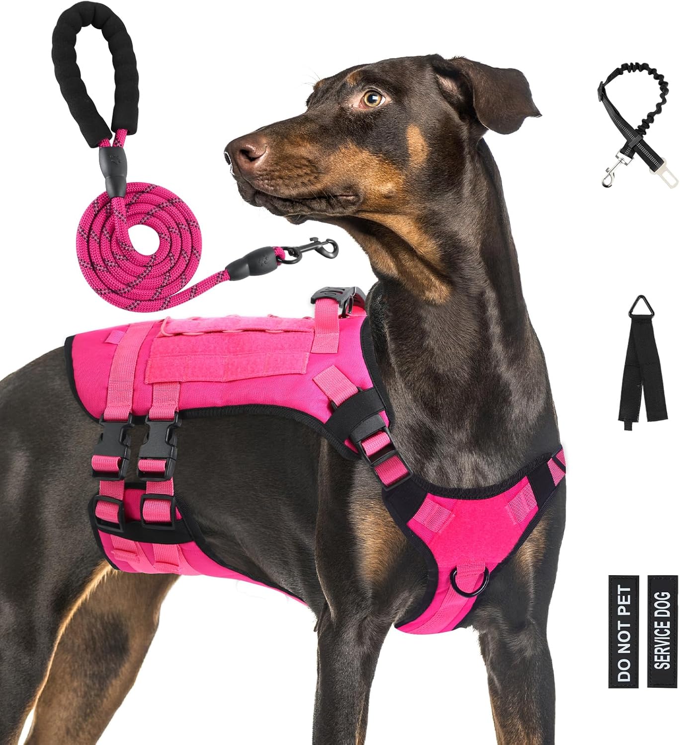 dog harness and leash