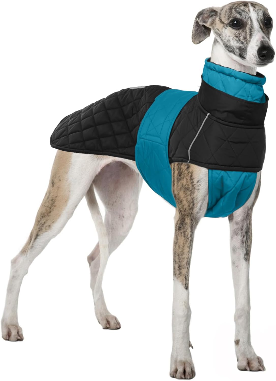 dog jackets for large dogs