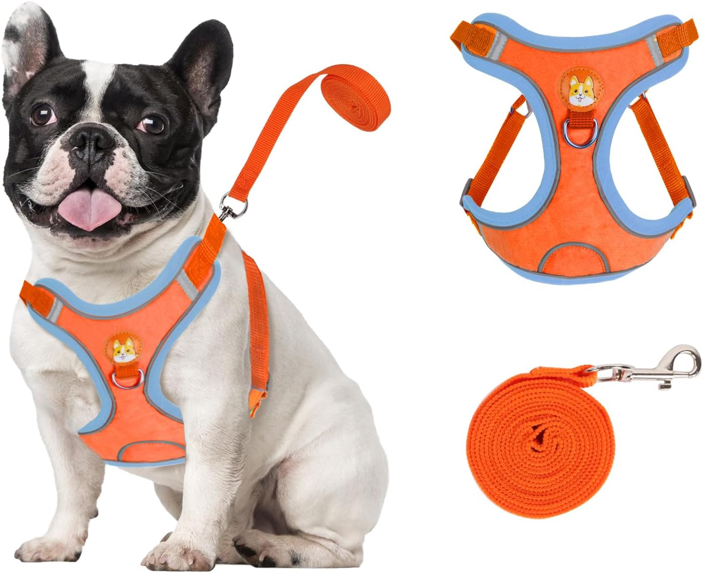 dog harness and leash