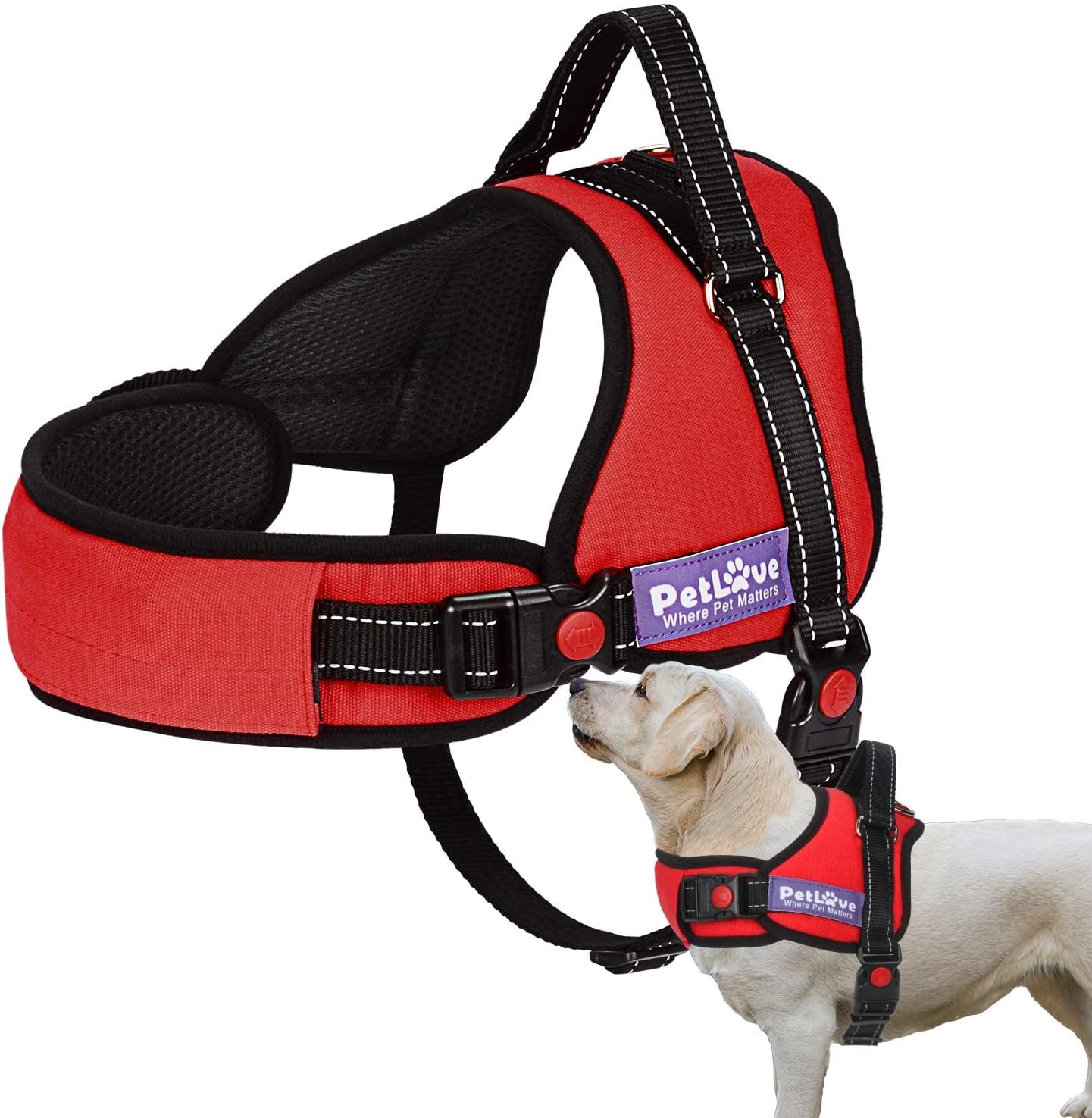 dog harness and leash