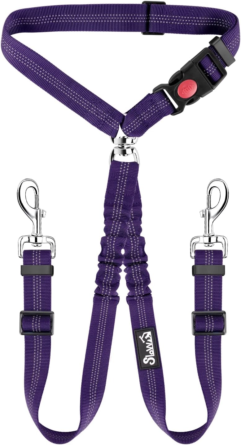 dog harness and leash