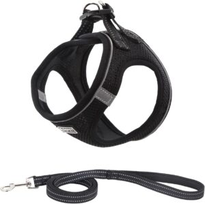 dog harness and leash