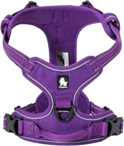 dog harness and leash