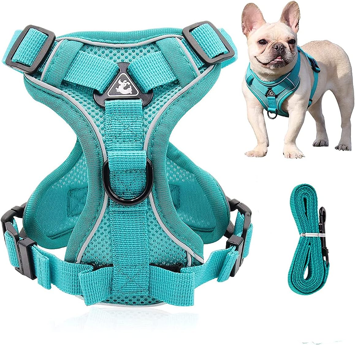 dog harness and leash