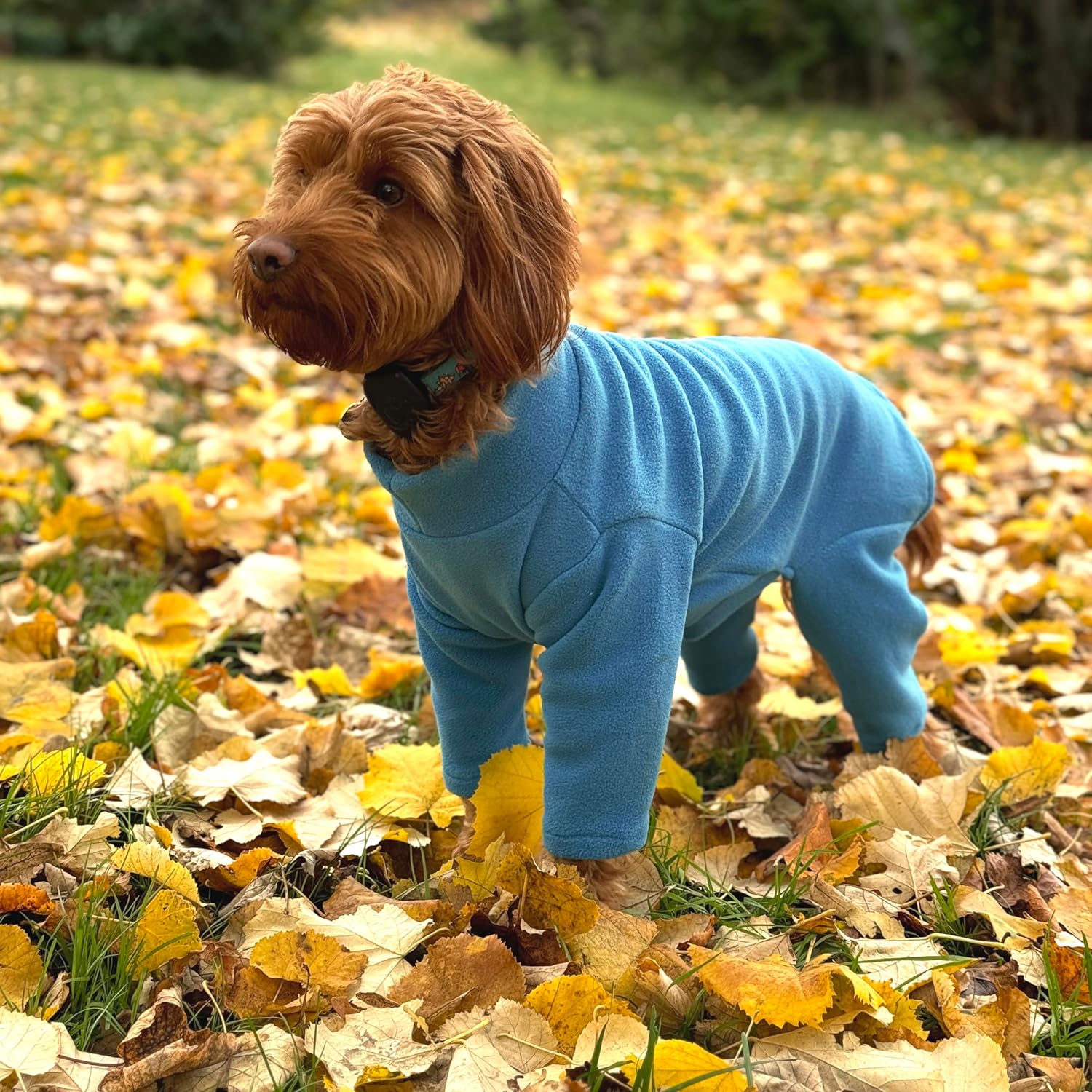 dog jackets with legs